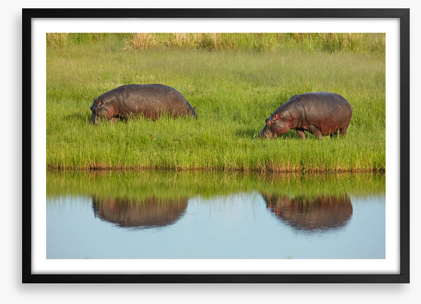 Hungry hippos