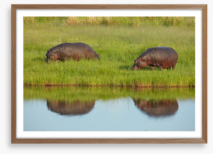 Hungry hippos