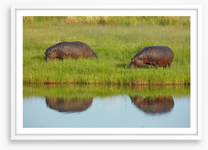 Hungry hippos