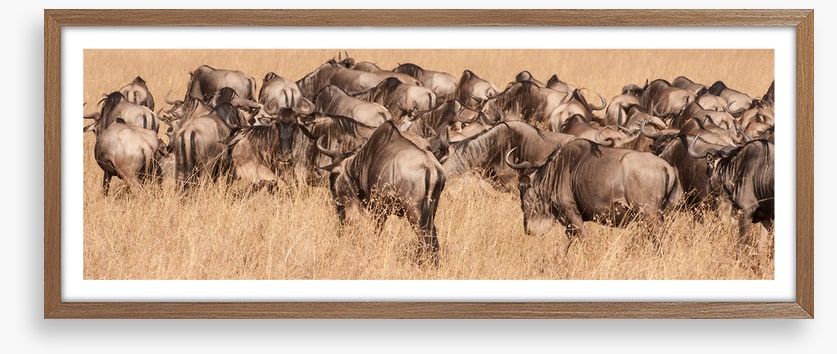 Land of the wildebeest