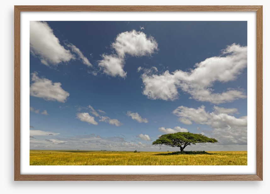 Alone in the grasslands