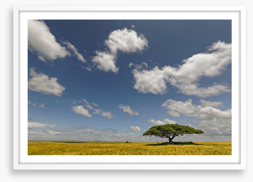 Alone in the grasslands