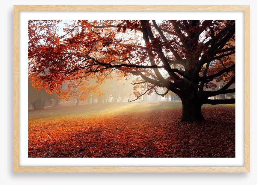 Alone in the Autumn park