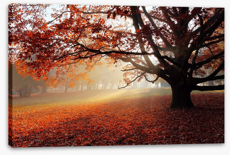 Alone in the Autumn park