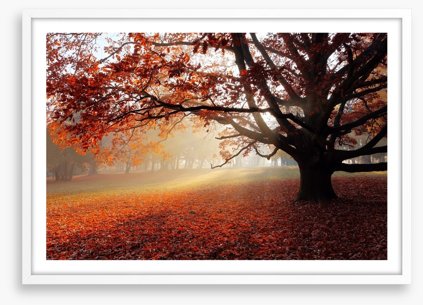 Alone in the Autumn park