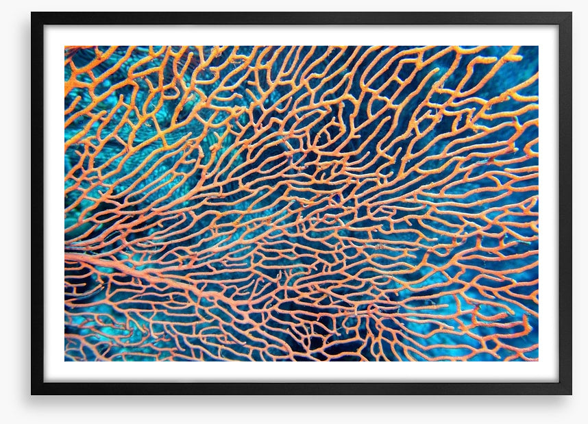 Pink sea fan
