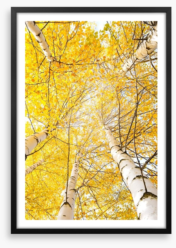 Yellow birch canopy