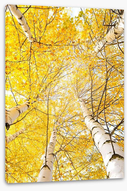 Yellow birch canopy