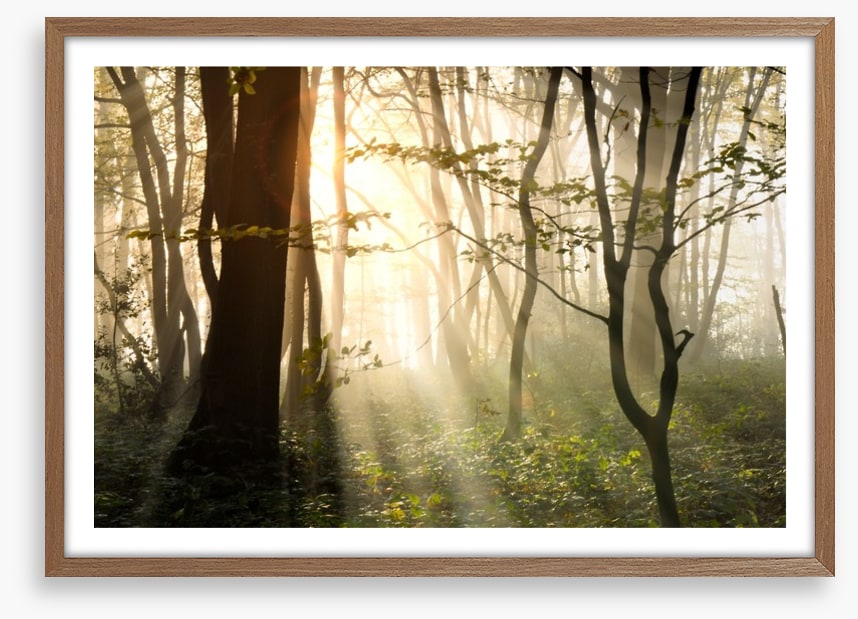 Sunlight shadows in the forest