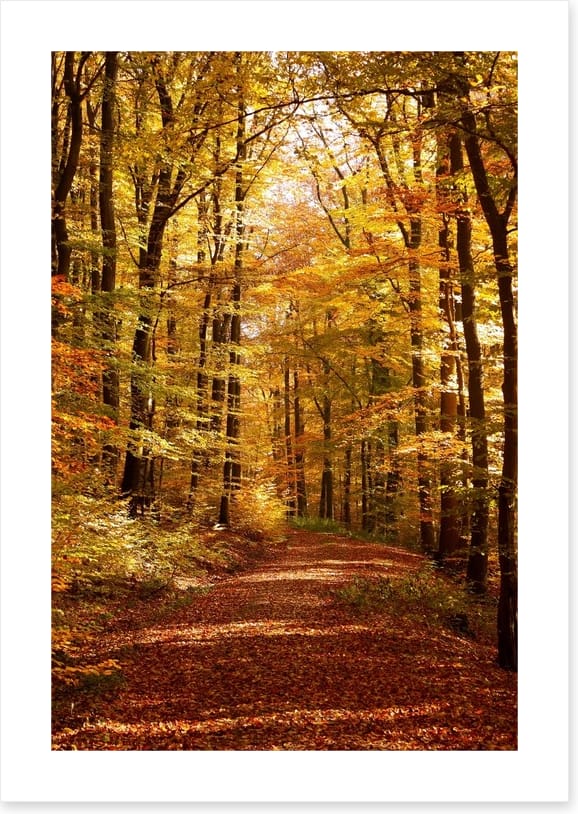 Autumn forest way