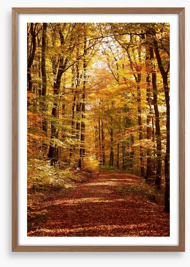 Autumn forest way