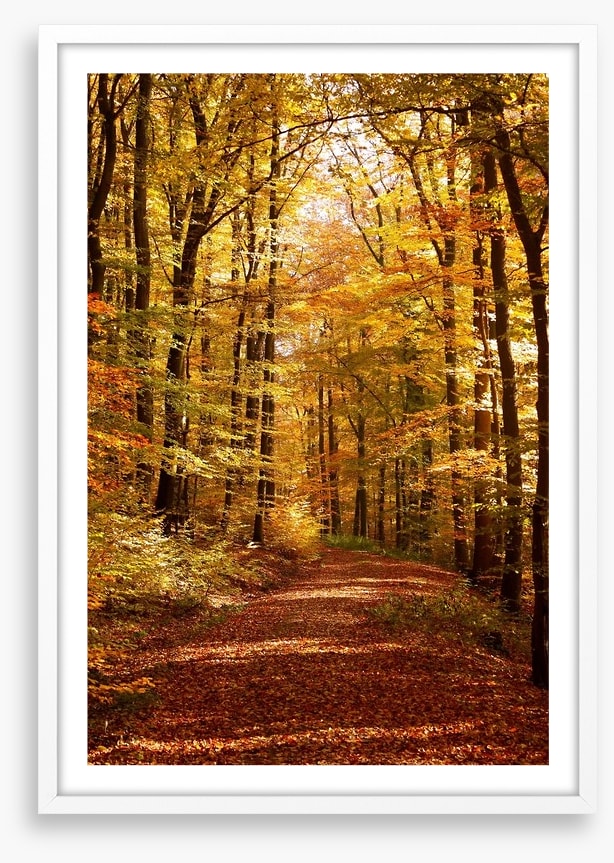 Autumn forest way