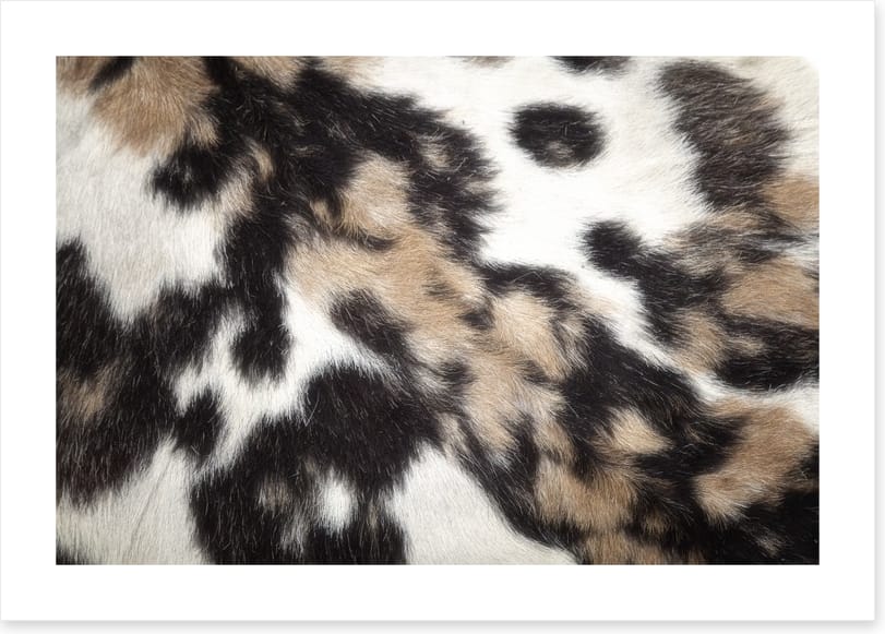 Animal Print