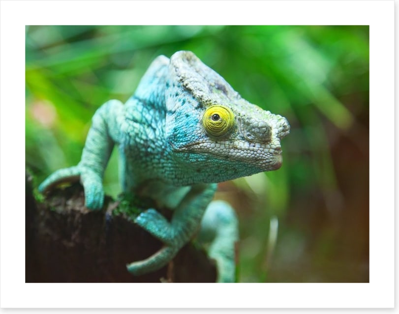 Reptiles / Amphibian