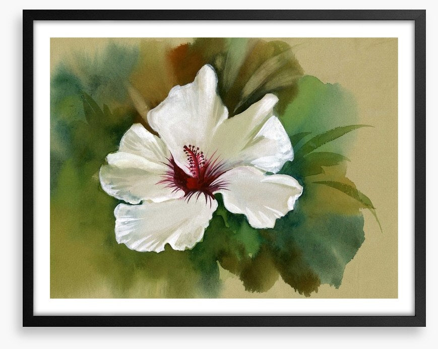 White hibiscus