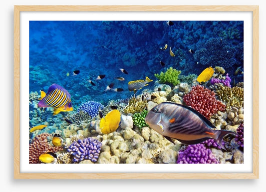 Life on the coral atoll