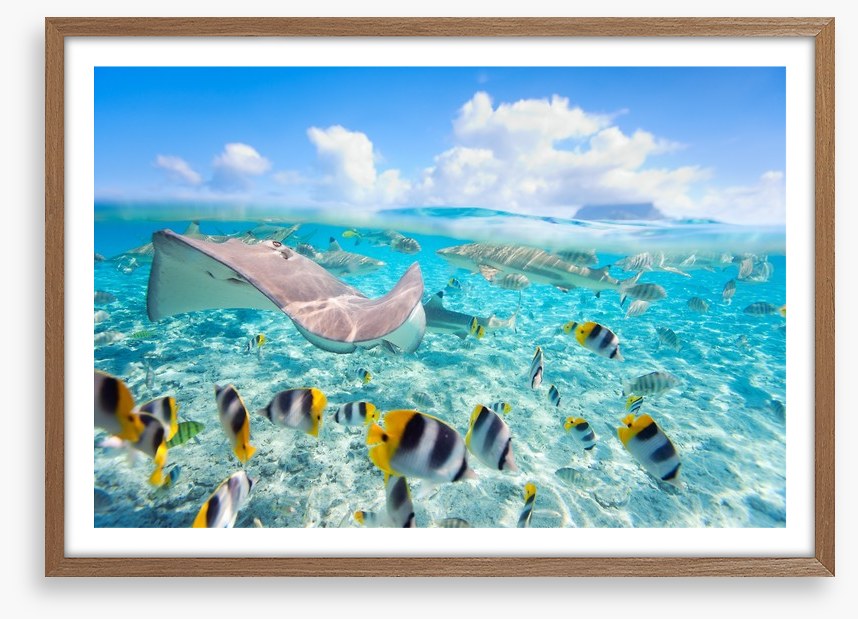 Stingray lagoon