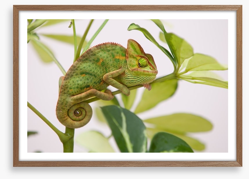 Reptiles / Amphibian