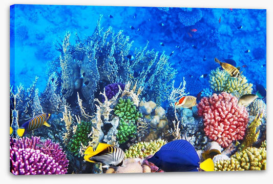 Vibrant coral and fish