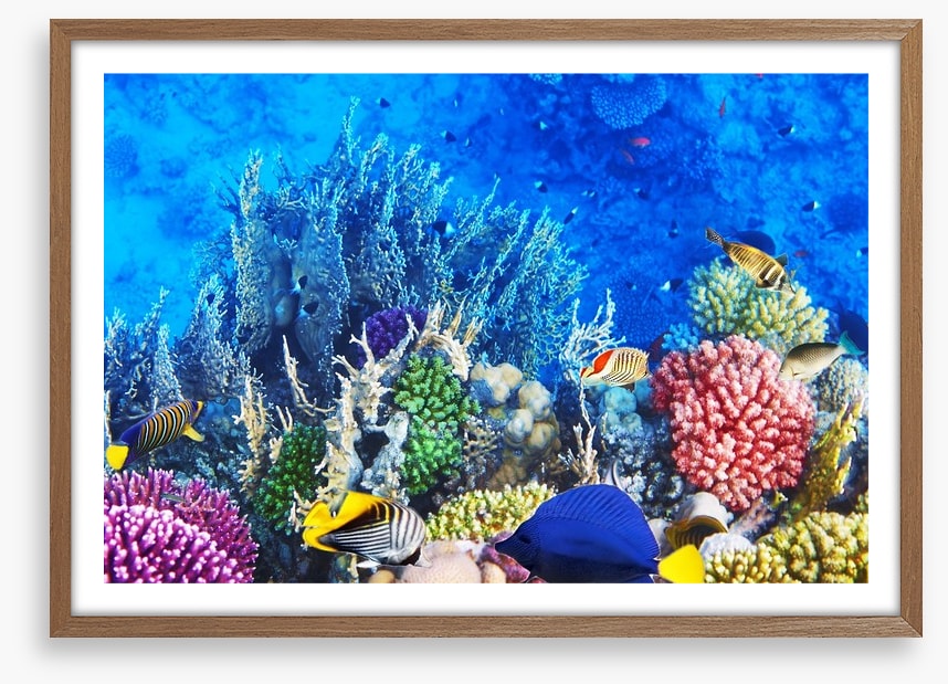 Vibrant coral and fish