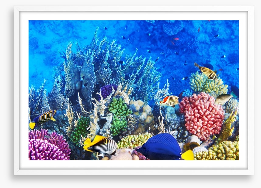 Vibrant coral and fish