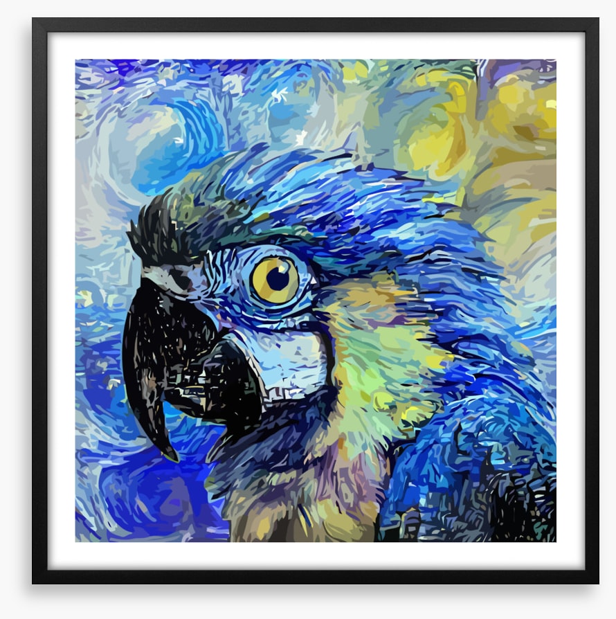 Starry night parrot