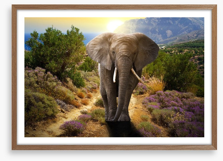 Elephant stroll