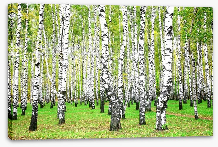 Silver birch grove