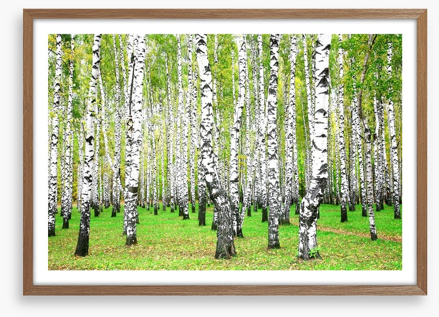 Silver birch grove