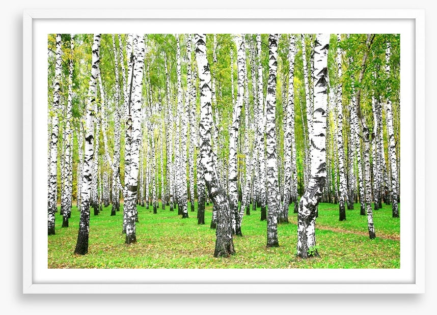 Silver birch grove
