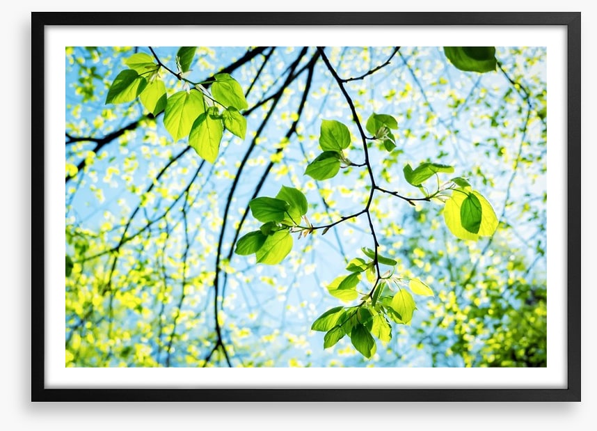 Fresh green spring