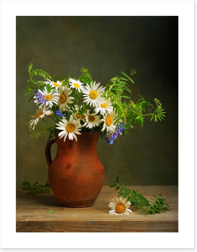 Daisies for days