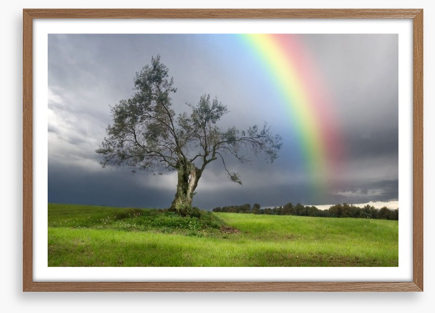 Rainbow over the olive tree