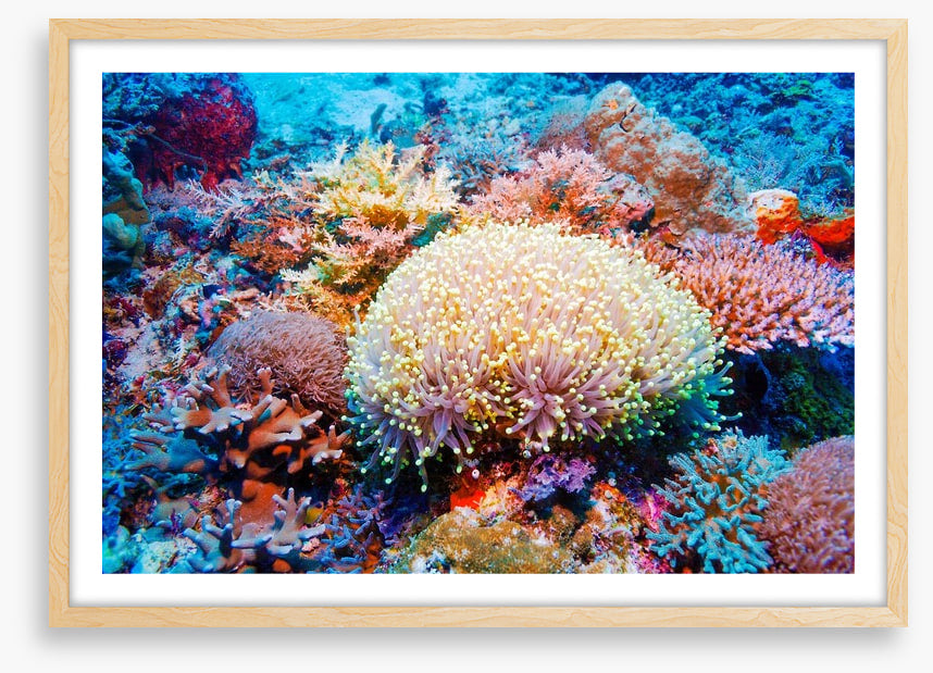 Tropical reef