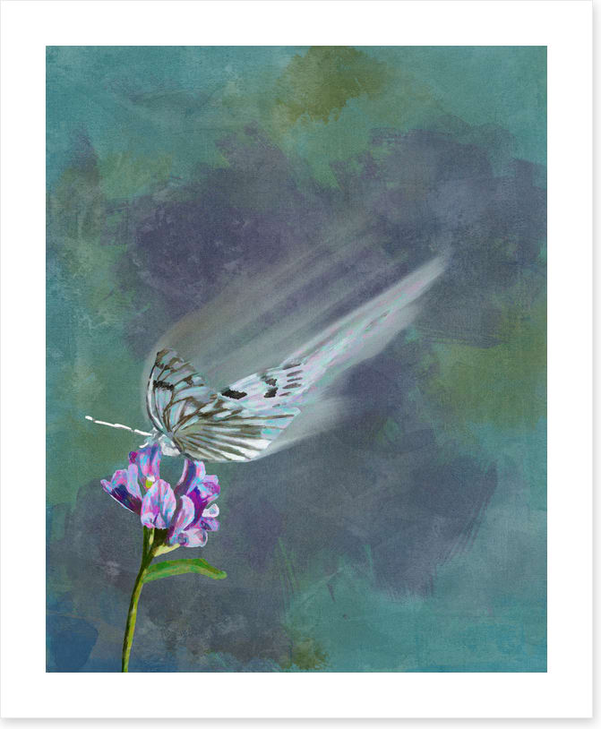 Butterflies