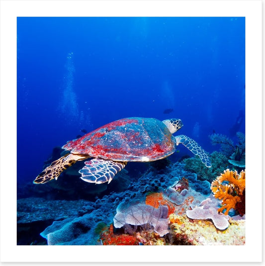 Hanging with the coral