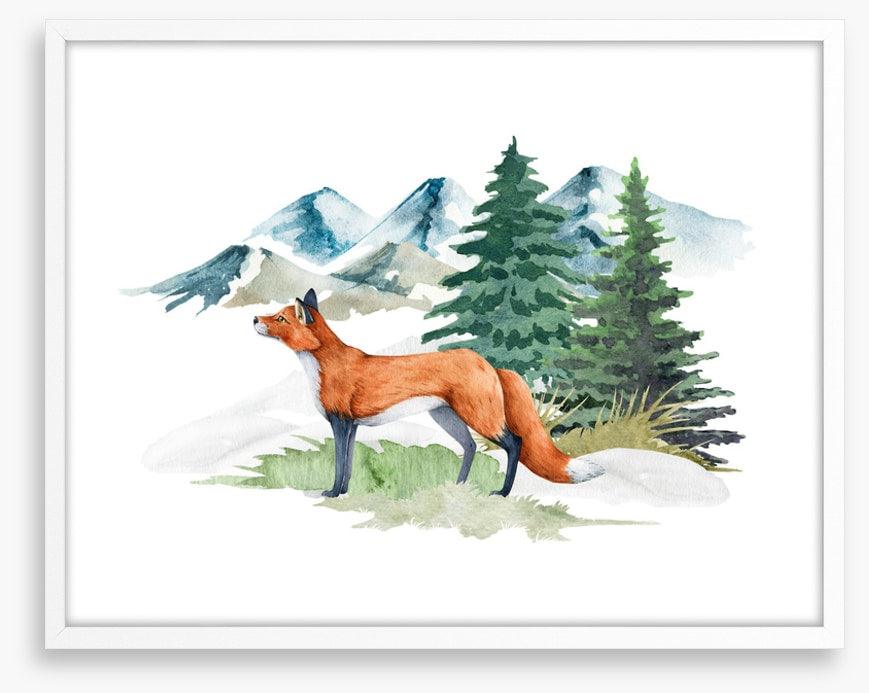 Mountain fir fox