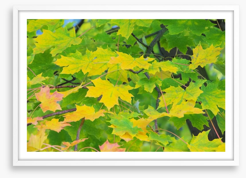 Leaves