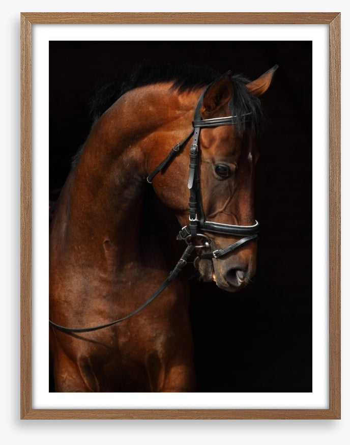 Trakehner bay