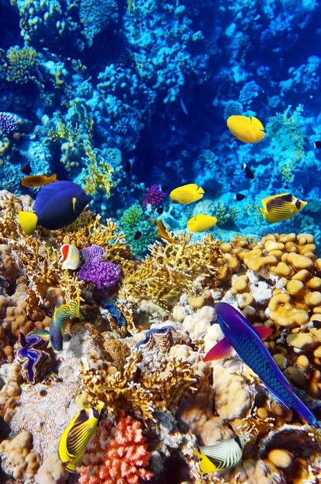 Red Sea reef