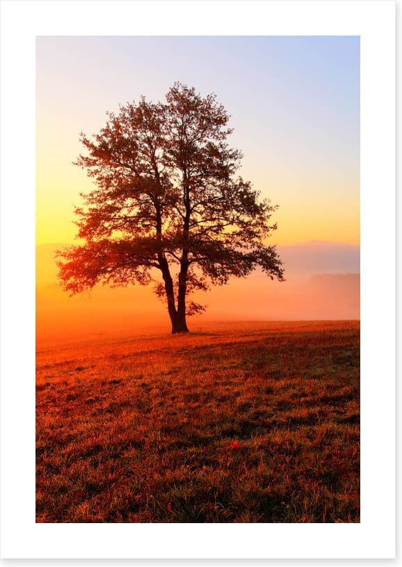 Trees