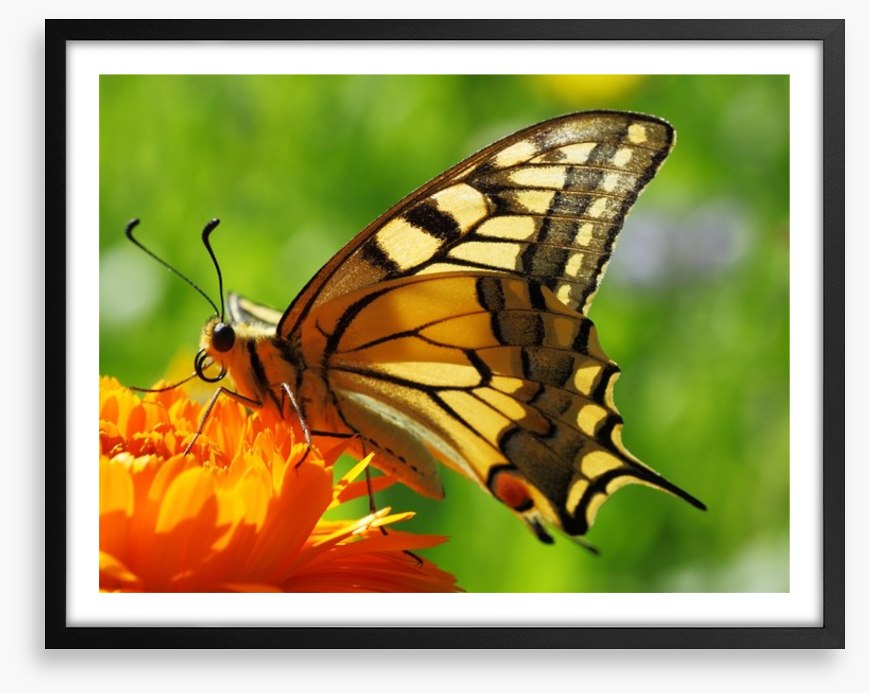 Butterflies