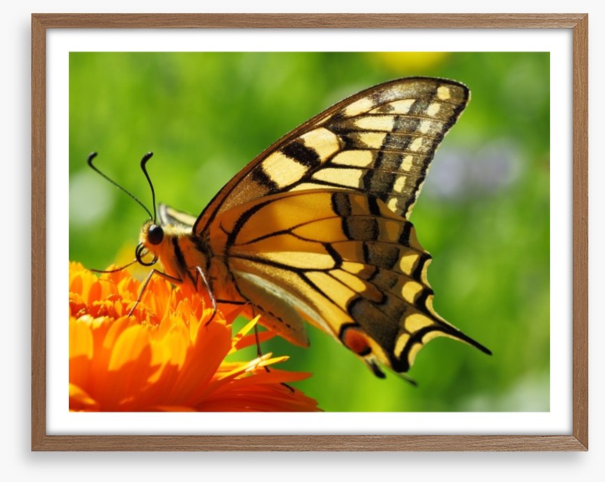 Butterflies