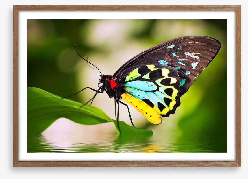 Birdwing balance
