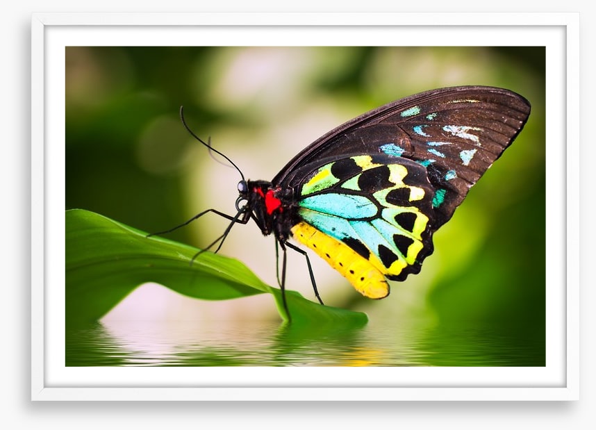 Birdwing balance