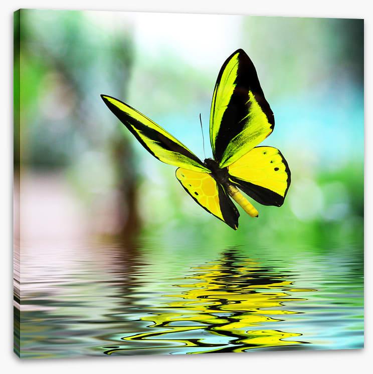 Butterfly reflections