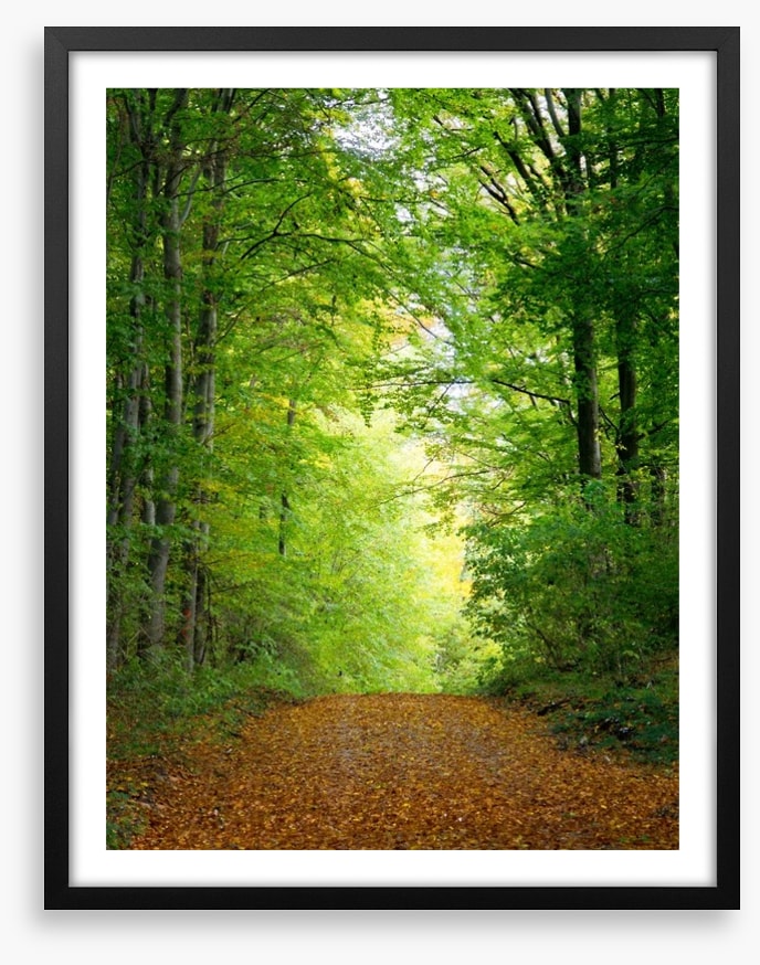 Green forest clearing