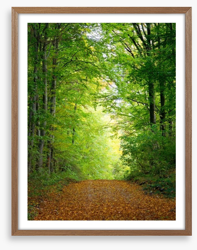Green forest clearing