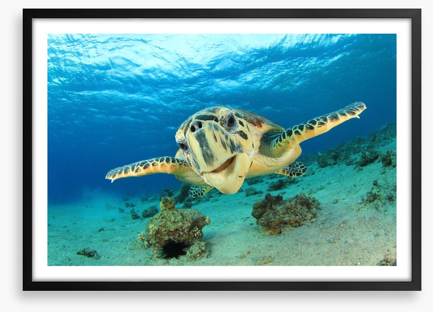 Hawksbill sea turtle