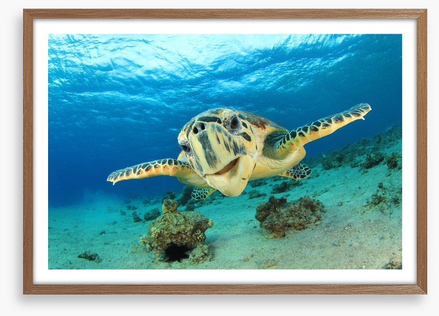 Hawksbill sea turtle